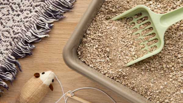 Почему экскременты котов и собак нельзя использовать в качестве органических удобрений?