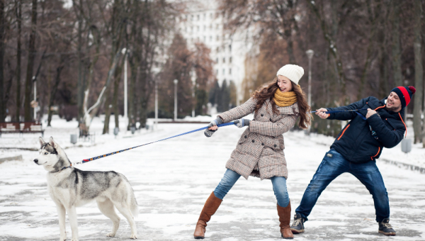 Где нельзя гулять с животными, рассказали в МЖКХ