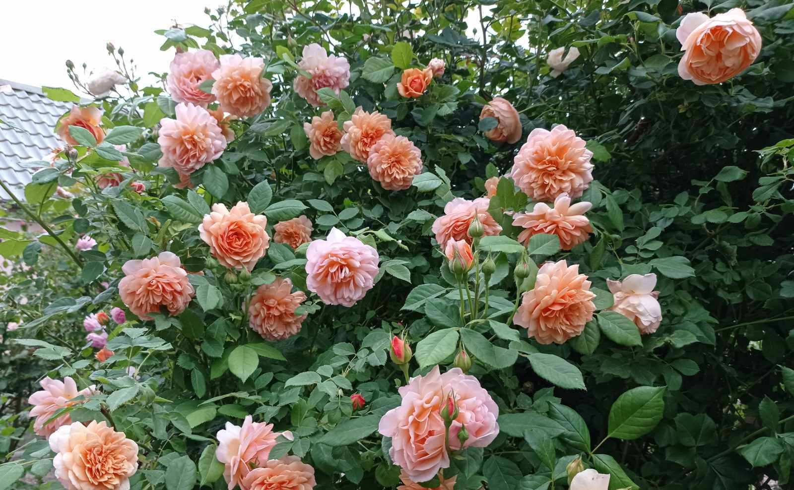 изображение viber 2023 06 13 16 33 36 021