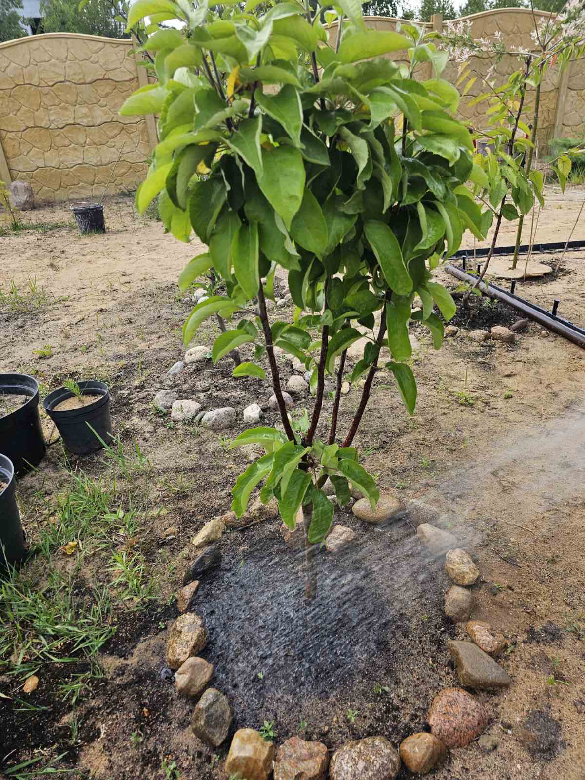 изображение viber 2023 06 16 14 59 32 251