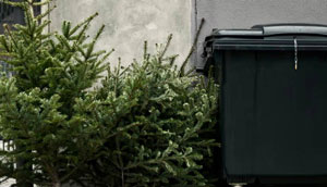 Новогодние ели возле мусорного контейнера
