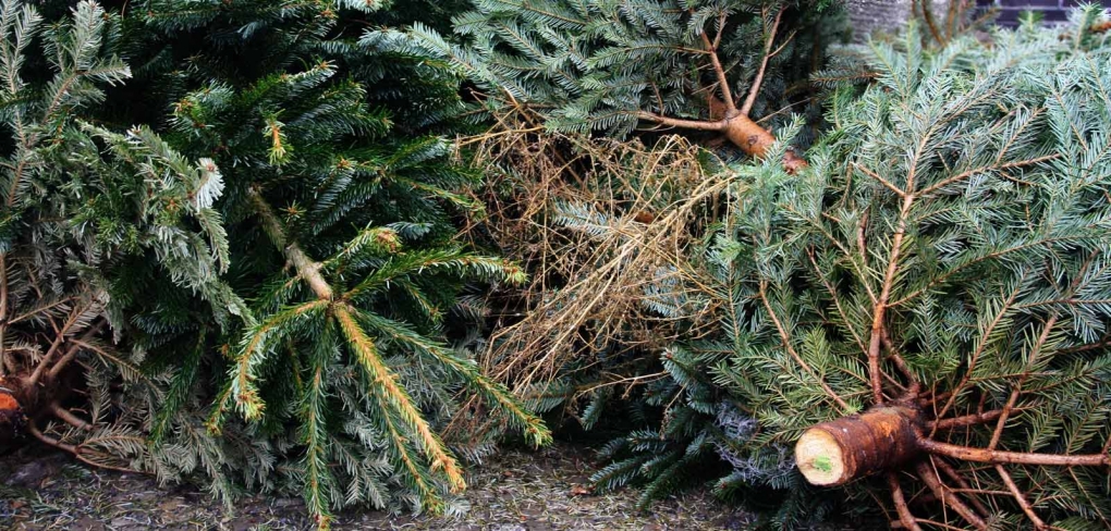 tannenbaum 1600x765 2 1